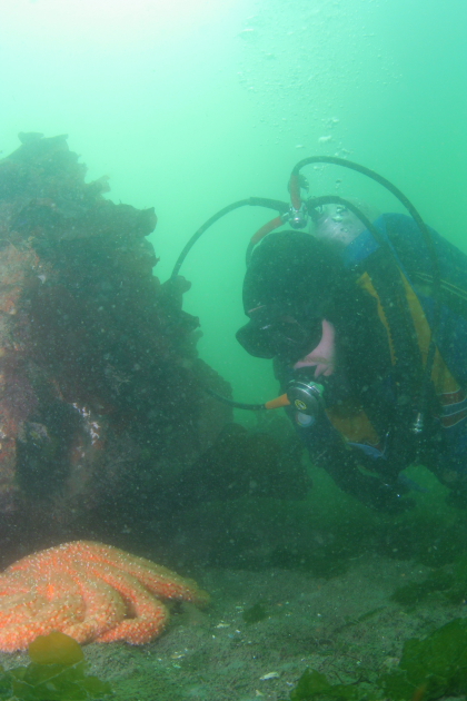 SEASTAR NEXT TO REEF BALL